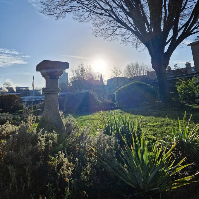 A low sun over Red Cross Garden, highlighting spikey green plants, soft lavender and round hedges. A tree rises up to the right and there's an old stone pillar in among the lavender.  