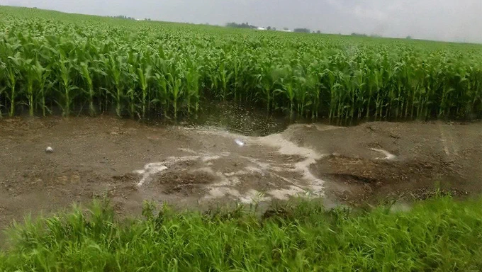 a corn field with signs of erosion.