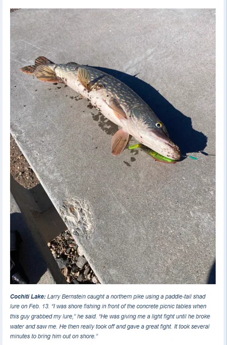 Cochiti Lake: Larry Bernstein caught a northern pike using a paddle-tail shad lure on Feb. 13. “I was shore fishing in front of the concrete picnic tables when this guy grabbed my lure,” he said. “He was giving me a light fight until he broke water and saw me. He then really took off and gave a great fight. It took several minutes to bring him out on shore.”