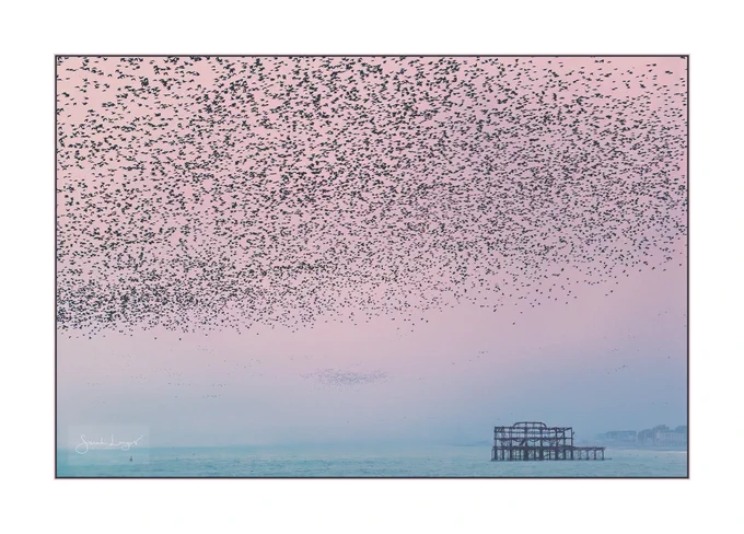 A starling murmuration at sunset over West Pier ruins in Brighton. There was a sea fret and low hanging cloud that gave the background a hazy look with pinky-purple skies over a turquoise sea. The sea is only in the lower tenth of the image, with the West Pier ruins to the right of the scene. There is a distant flock of starlings murmurating beyond West Pier in the lower third of the image, central to the composition. The upper two thirds of the sky are filled with starlings. They're silhouetted against the warm tones of the sky, looking like someone has sprayed flecks of black paint across the scene.