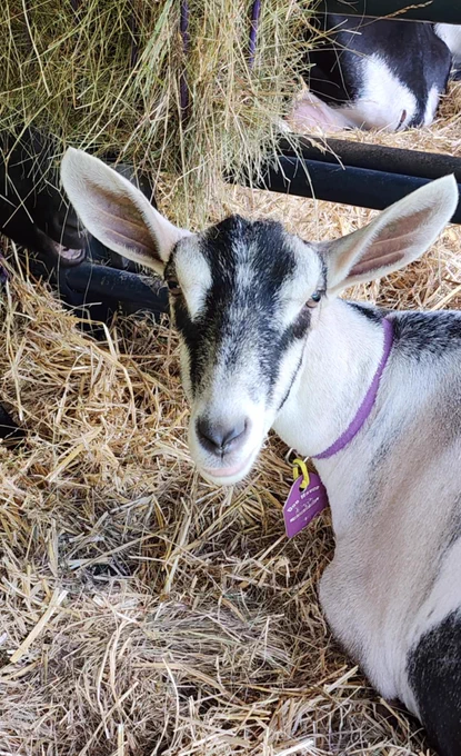 A charming beige and black goat with a purple collar and beautiful big ears looks at the camera. She is lying in a pile of straw.