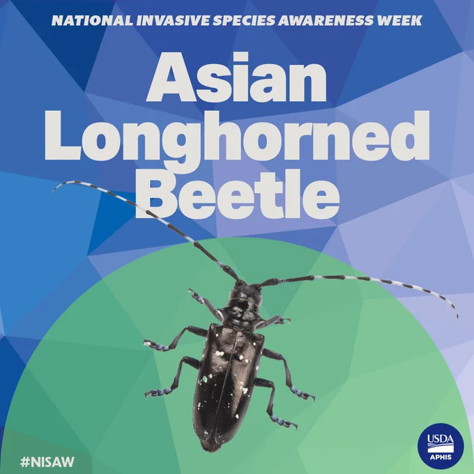 National Invasive Species Awareness Week - Asian longhorned beetle. 

Image of beetle of backgound. 
USDA APHIS logo and #NISAW
