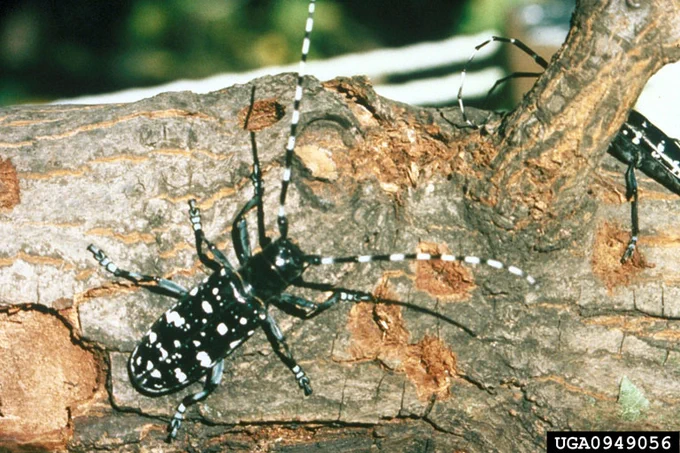 A large white-spotted black beetle with long black and white striped antennae resting on a branch. There is a second similar coloured beetle behind a branch in the upper right side of the frame.