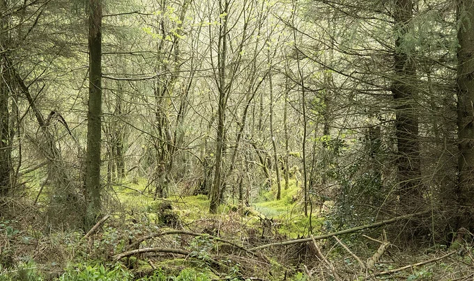 A dense forest with tall trees and paths obstructed by fallen branches and overgrown grass.