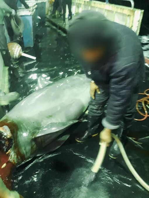 Image of a person next to a dead marine animal