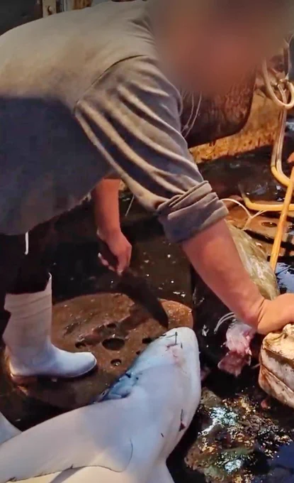 Person standing over a dead shark.