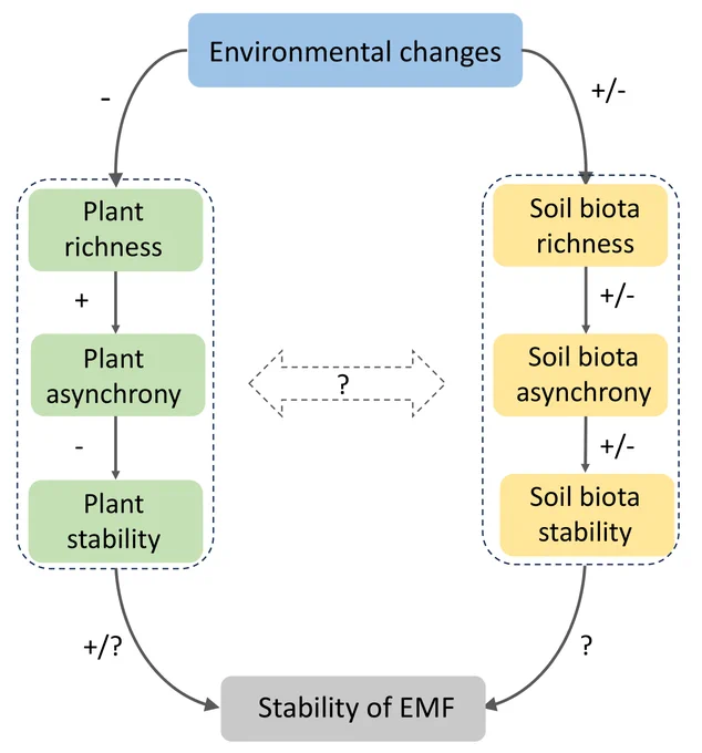 Hypothesized relationships about how environmental changes affect ecosystem multifunctionality (EMF) stability through plants and soil biota community attributes