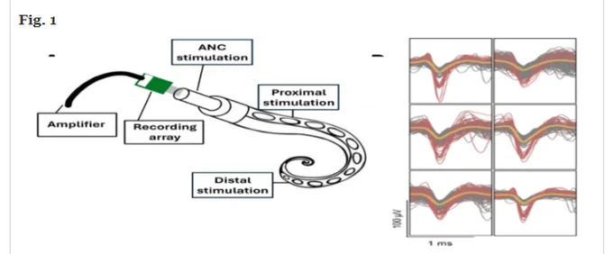 The experiment setup. A The 16-electrode array was inserted into the exposed axial nerve cord (ANC). Tactile and electrical stimulation were delivered into three different locations: directly onto the ANC, proximal, and distal to the electrodes’ placements. The carbon electrode array recorded spikes. B Representative spikes are shown on the right