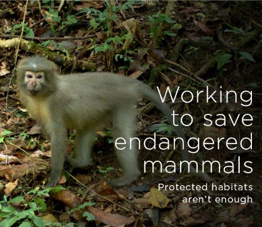 text: working to save endangered mammals