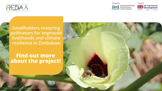 Graphic card of text on top of an image of a bettle polinator on a Okra plant. Words read 'Smallholders restoring pollinators for improved livelihoods and climate resilience in Zimbabwe. Find out more about the project!'