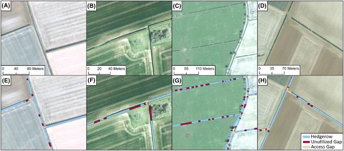 Examples of classified aerial imagery before (A–D) and after (E–H) hedgerow identification. Hedgerow boundaries were classified in 30 m segments to reduce processing time. Contains imagery provided by Getmapping 