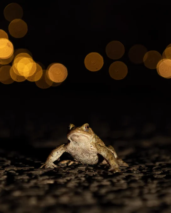 A small brown common toad crossing a busy road
