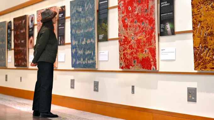 Photo of a person looking at a wall paintings and interpretive panels that are part of "Invasive Species: A Collaborative Exhibit" on display in the Mann Library Gallery.