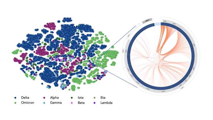 AT left blobs of color: green, blue and purple with an expanded circular map.


Caption: Data from a genome-scale language model (GenSLM) that predicted the evolution of important SARS-CoV-2 variants. Researchers can use a GenSLM to track the evolution of COVID-19 and other infectious agents. Image courtesy of Arvind Ramanathan/Argonne National Laboratory.