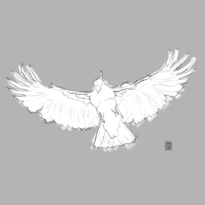 Soaring Cockatoo - Sketch