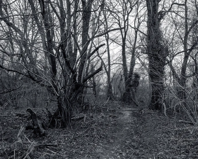 A narrow dirt path winds through a dense, leafless forest, creating an eerie and mysterious atmosphere in this black and white photograph.