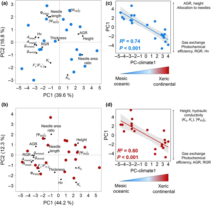 Multivariate analyses of phenotypes of Pinus pinaster populations grown in two environmentally contrasting common garden experiments and its association with population climate variation. 