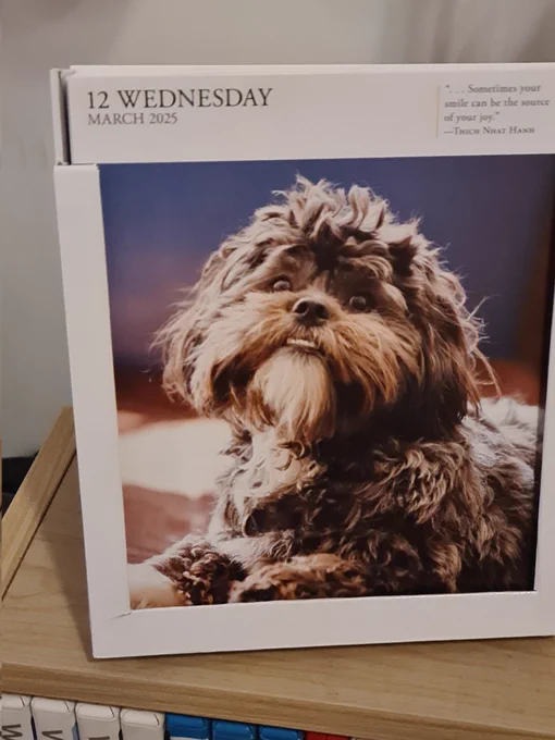 A calendar page from today featuring a cute brown dog that looks a bit like Bowie!