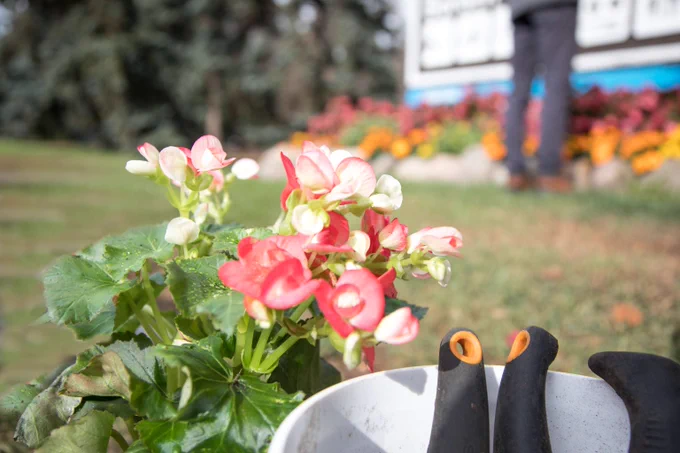 A plant with red and pink flowers site beside a container with the handle of pruning shears visible. 
