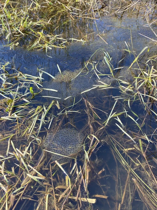 Clumps of Common Frog spawn in sunlit water 12 March 25