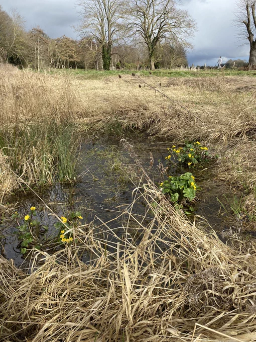 A view across the scape against a background of overwintered wet grassland. Marsh Marigold plants emerging from the water.