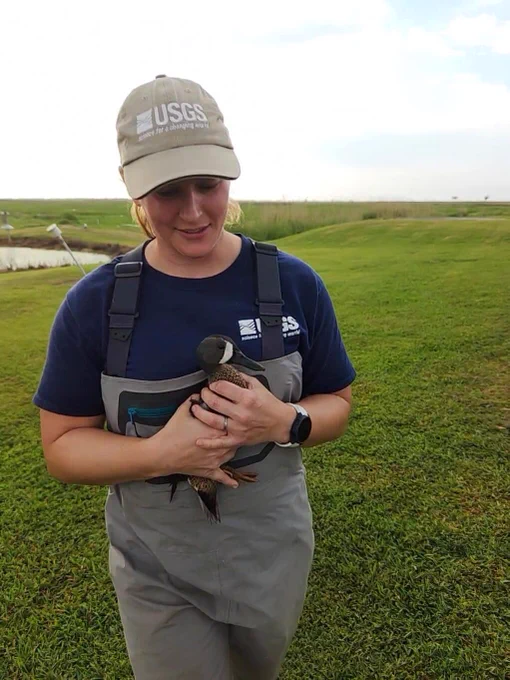 A person wearing waders and a USGS hat is outside holding a Blue-winged Teal – a duck with a black and white face with brown speckled feathers.  