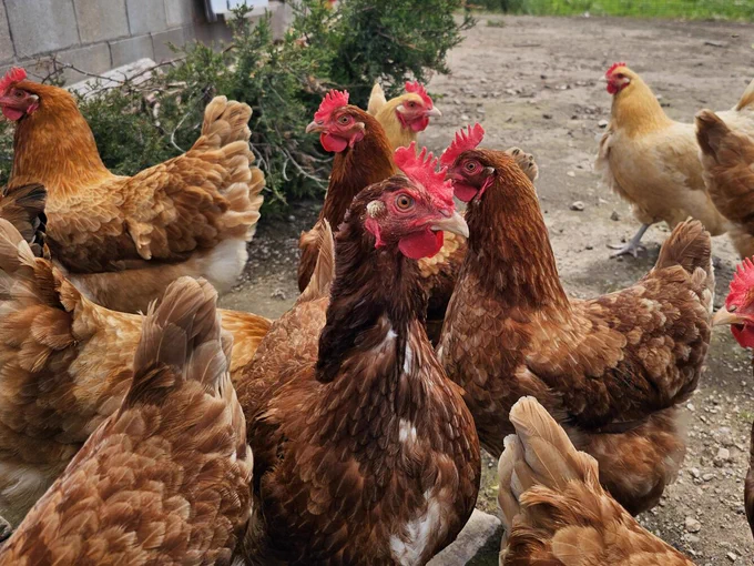 A photo showing a grouping of about 10 hens outside on a farm.  