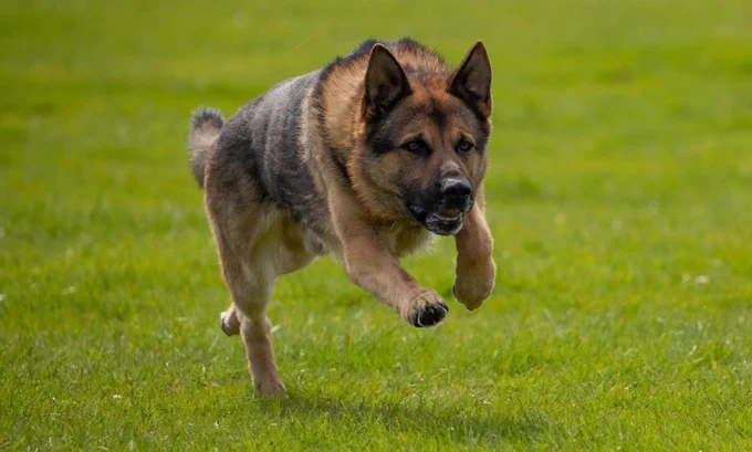 Police Dog Boris, a German Shepherd, running across a field of grass.