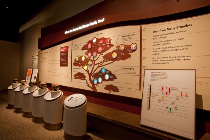 A museum display with a human family tree on the wall behind and replica fossil skulls in front