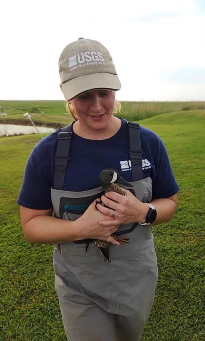 A person wearing waders and a USGS hat is outside holding a Blue-winged Teal – a duck with a black and white face with brown speckled feathers.