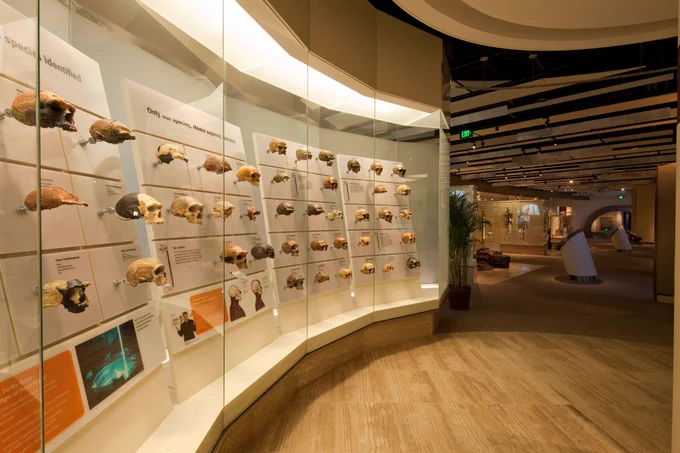 A museum display with many replica fossil human skulls on a curved wall