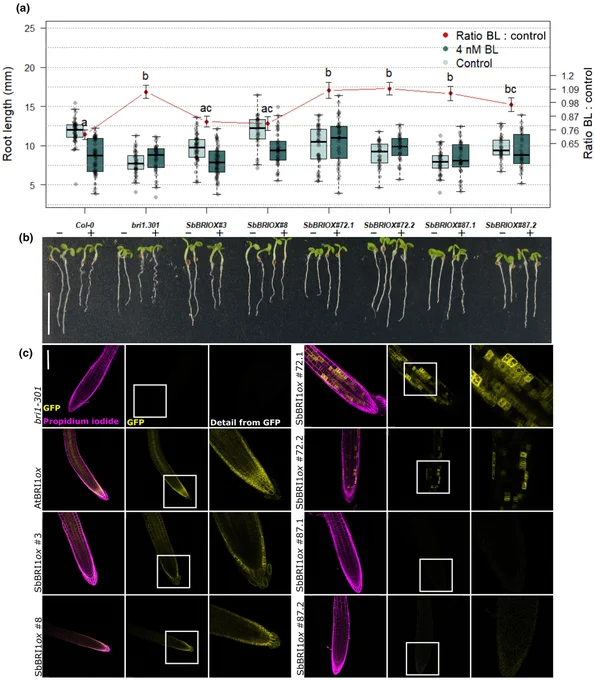 Introducing Sorghum ethylmethanesulfonate mutant alleles ems87 and ems72 of BRASSINOSTEROID INSENSITIVE 1 receptors in Arabidopsis does not restore growth defects nor sensitivity to brassinolide, confirming allele loss of function. 