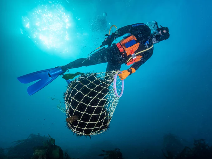 Commercial diver harvesting Centro (urchins). Photo: Matt Testoni