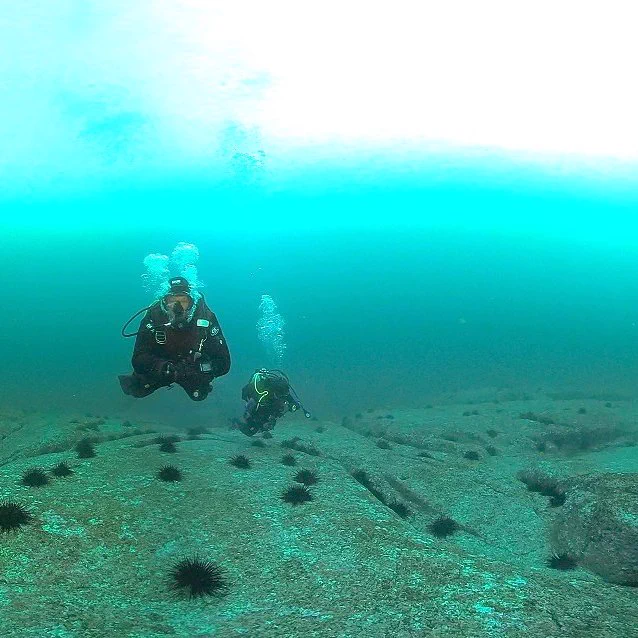 Longspined sea urchins (called Centro) are voracious feeders that have transformed over 15% of Tasmania's healthy kelp beds into 'urchin barrens'. Here, IMAS divers fin over an urchin barren. Credit: John Keane IMAS