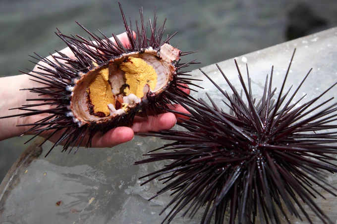 Urchin roe is considered a delicacy in other countries - and there's a high demand worldwide for this sustainable wild-caught Tasmanian product. Credit: IMAS