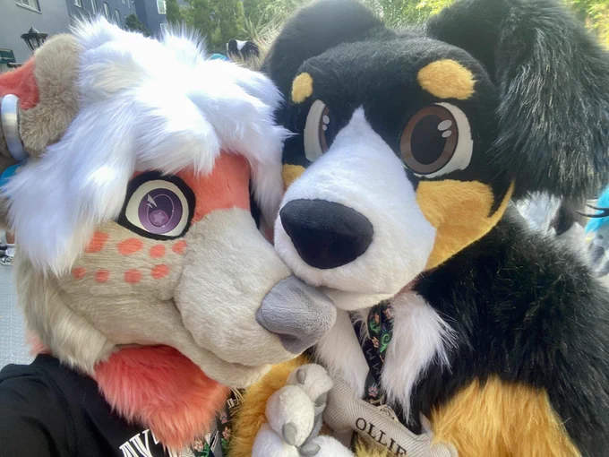 A border collie fursuiter and an Australian shepherd fursuiter posing together for a photo
