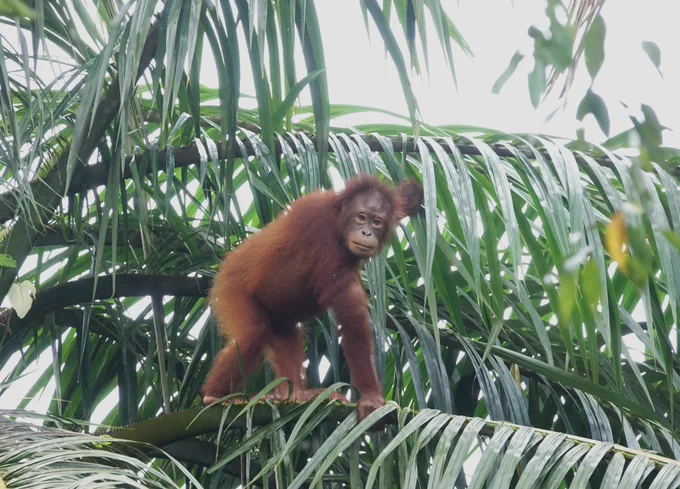 Bornean Orangutan, taken by Em