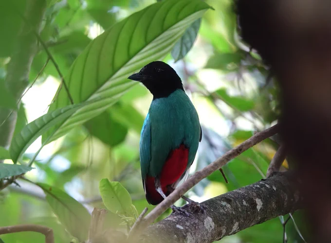 Western Hooded Pitta