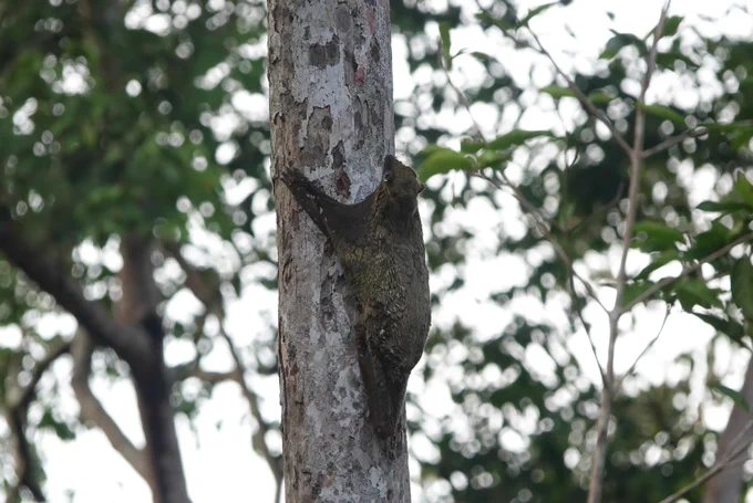 Sunda Colugo 