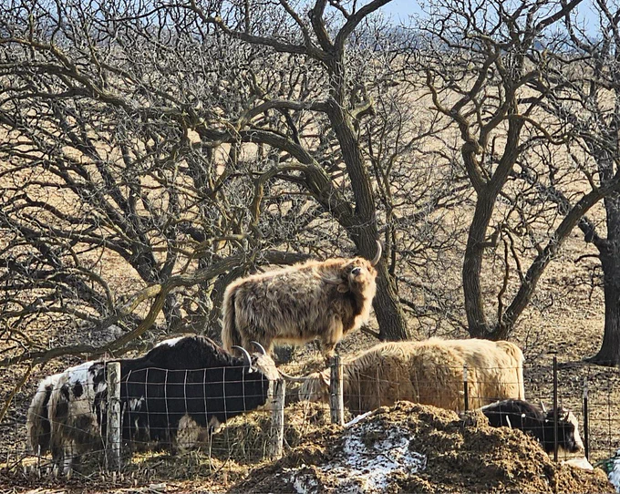 A cream colored yak cow hybrid standing atop a hay bales while otjer yak and a highland cow try to eat the same hay.