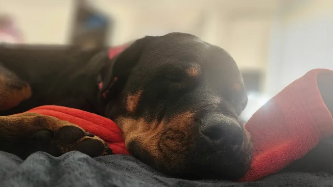 A close up of Chesnyy napping on the bed as sunbeam bounce off her face
