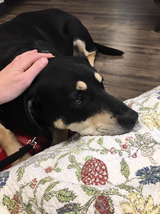 Black dog with white and gold eyebrow and muzzle markings, laying his head on a quilt with red and blue flowers and green leaves. Karrie’s white hand is on his head. His brown eyes are droopy