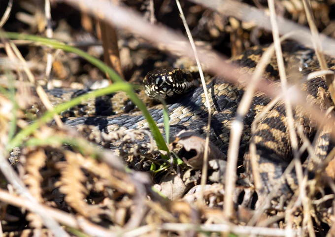 Adder called Speedrite at RSPB Minsmere