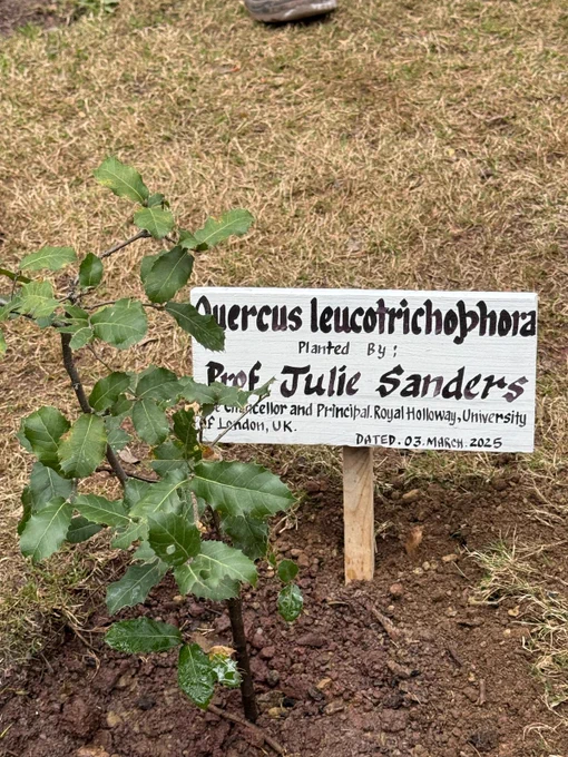Tree with sign explaining that the tree was planted by Professor Julie Sanders of Royal Holloway University of London