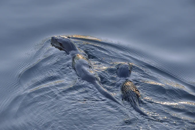 Otters on the Tweed. Credit: L.Campbell Photography.