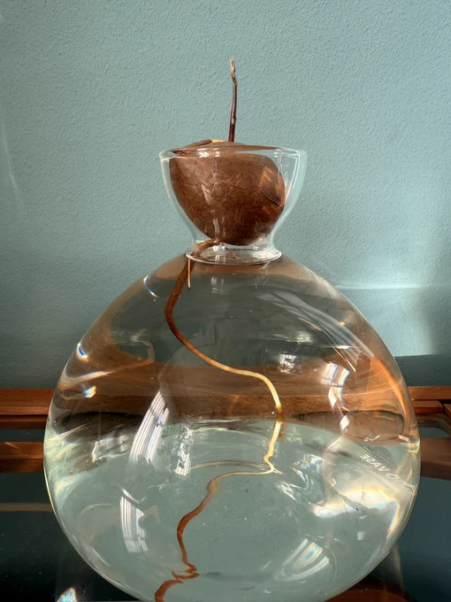 Vasenartiges Glasgefäß gefüllt mit Wasser. Oben liegt ein Avocadokern auf, der nach unten hin eine kräftige Wurzel ausgebildet hat, oben schaut aber nur ein dünner Zweig ohne Blätter raus.