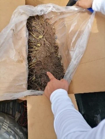 In December 2024, as part of Operation THUNDER 2024, Peru Customs seized 3,700 pieces of Cyathea amazonica specimens. The shipment departed from Ecuador concealed in a passenger van and was detected during routine inland control.