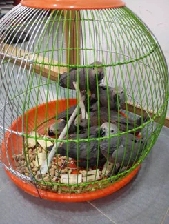 In December 2024, Nigeria Customs seized 10 gray parrots from a pedestrian at land boundary. The parrots, which were prepared for export, were detected by routine control. The seizure was reported as part of Operation THUNDER 2024.