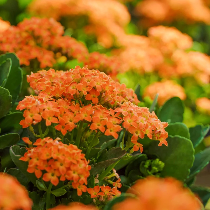 - Provide well-draining, loose and loamy soil if outside but more porous soil if inside. 
- Place inside where it is warm and receives indirect light or outside where afternoon shade will protect from scorching. 
- Only need to water when the soil dries out completely 
- Add fertilizer once a month if indoors.