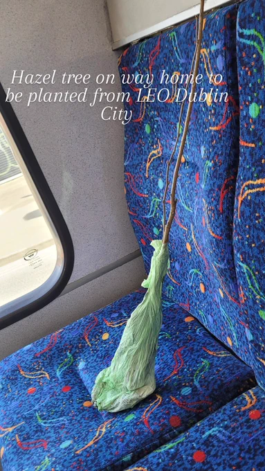Whip of hazel tree sitting on a Dublin bus